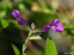 庭の花　なんだろう？