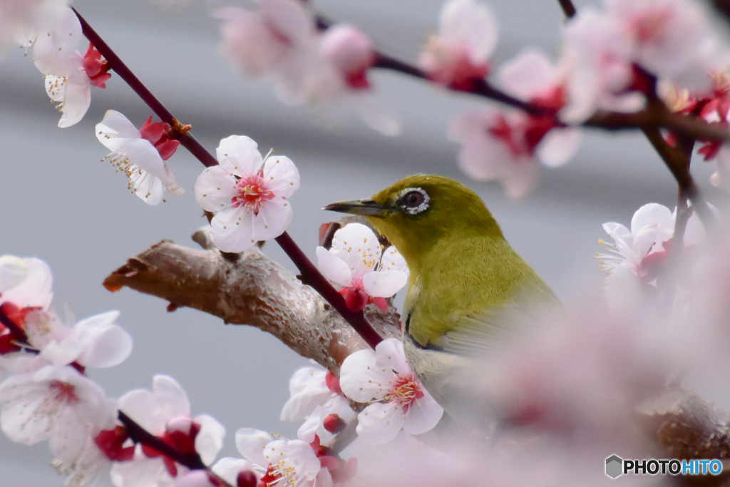 うめじろ～も、あとわずか