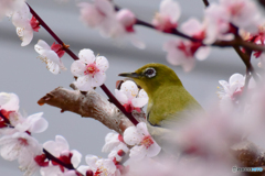 うめじろ～も、あとわずか