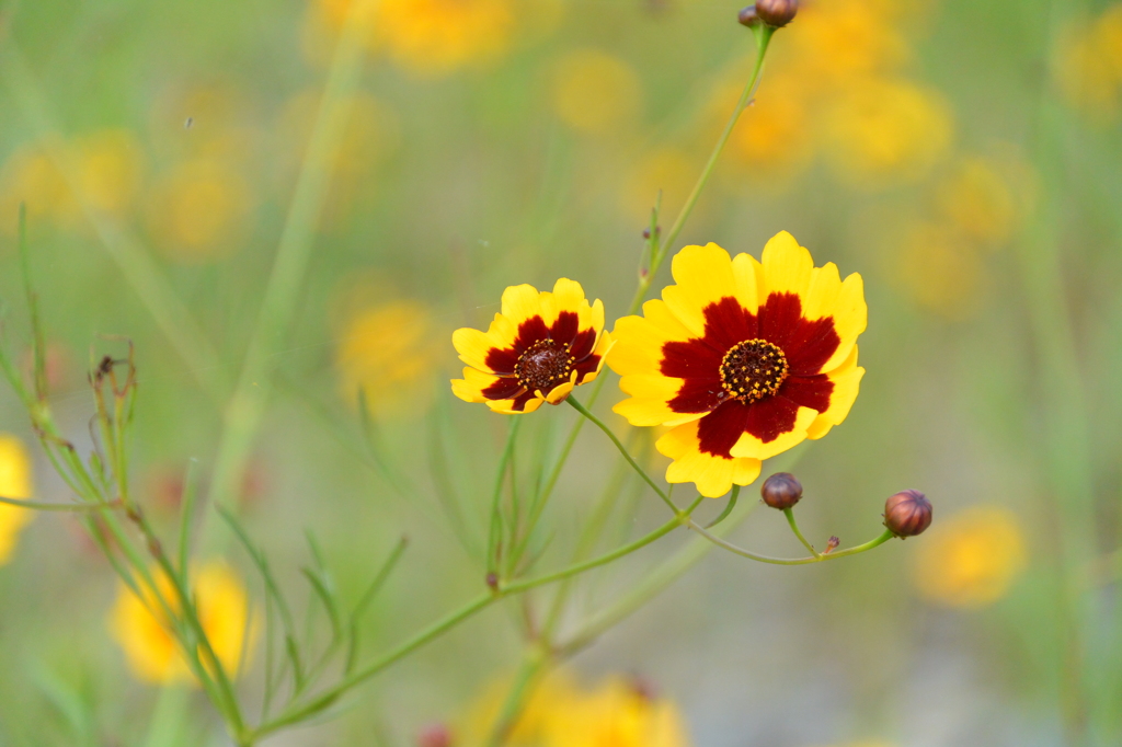 キバナ～～　２