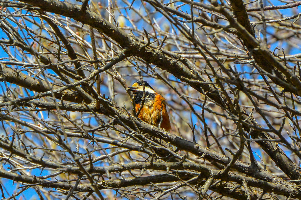 水浴び直後～ヤマガラ