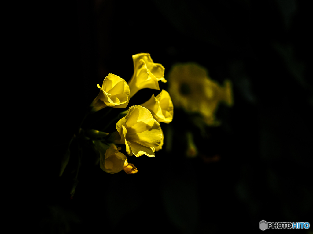 黄色い花