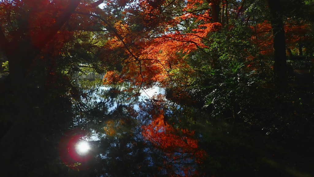 残紅葉ですかね？