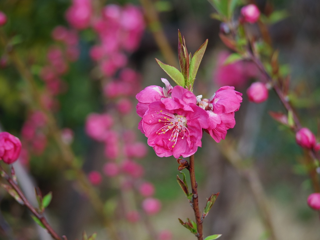 はい＾＾　咲きました(^^♪