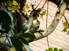 コゲラ虫捕まえた＾＾