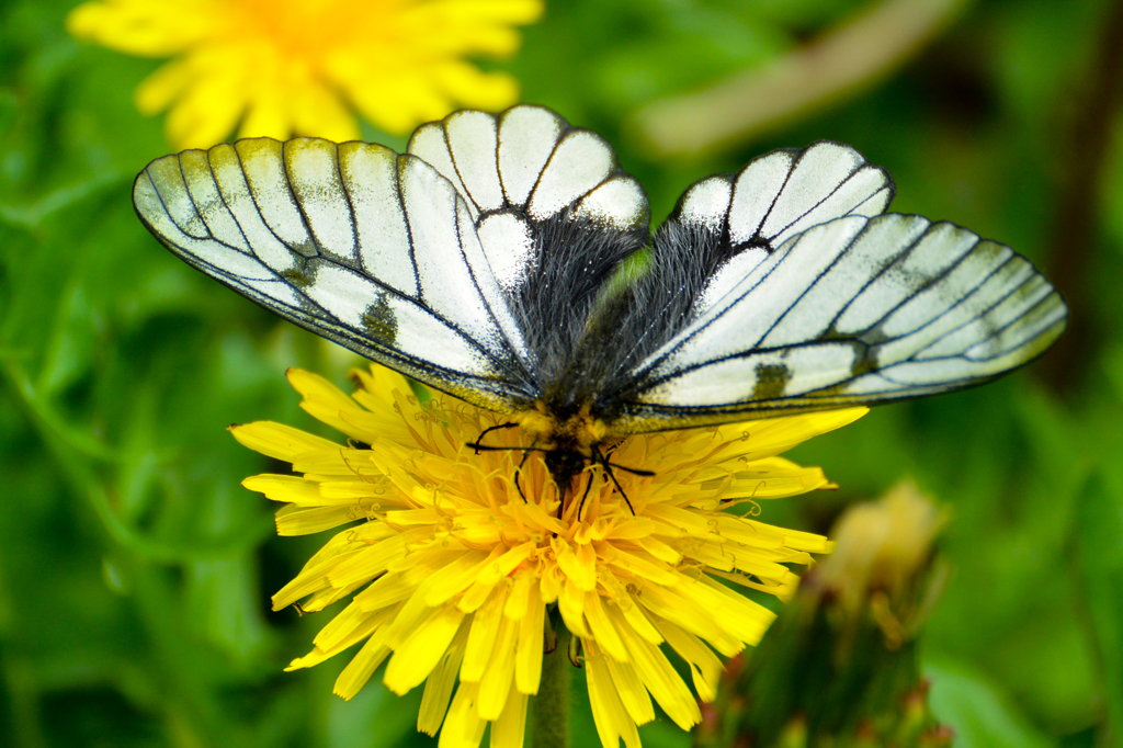 薄羽白蝶(^_-)-☆