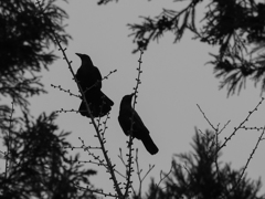 カラスのデート(^_-)-☆