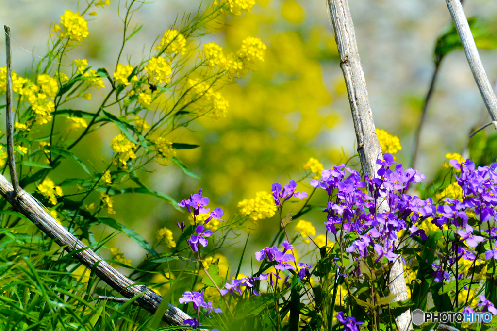 春ですね(^_-)-☆
