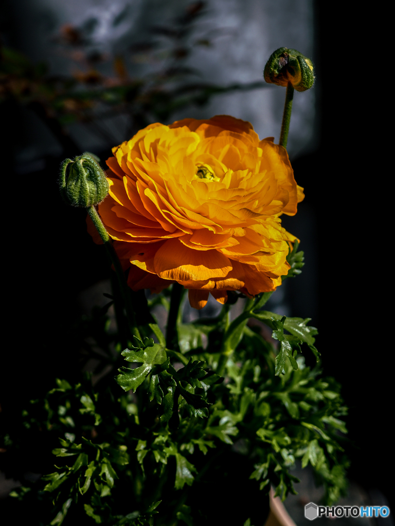 庭の花