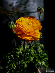 庭の花