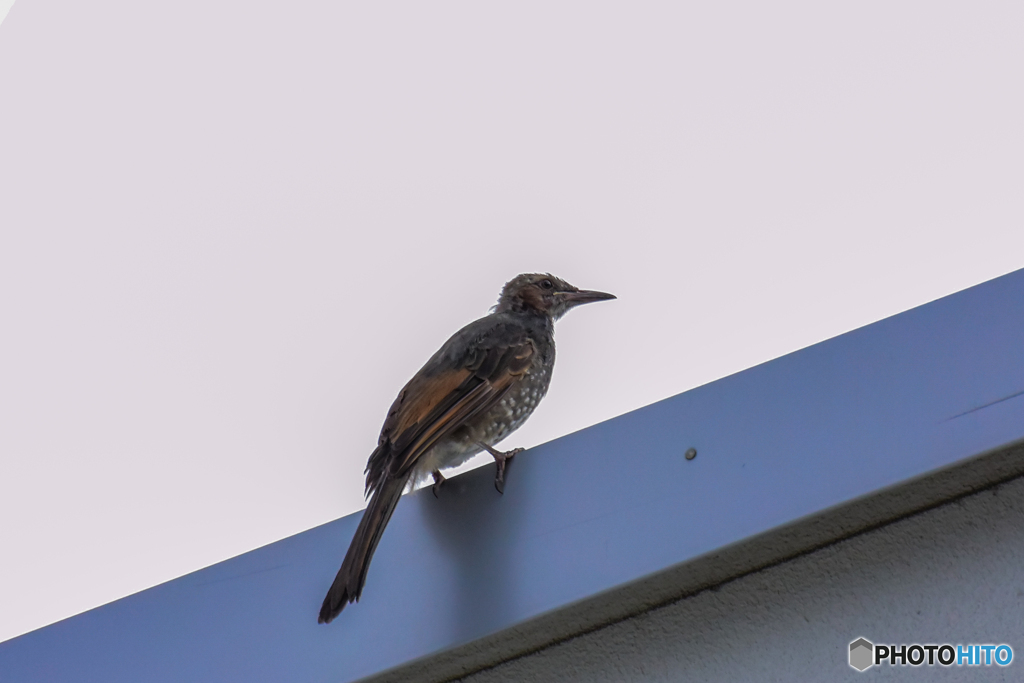 ヒヨドリ幼鳥