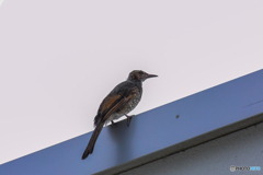 ヒヨドリ幼鳥