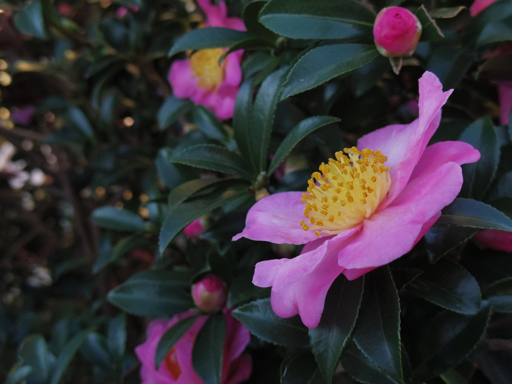 冬の華