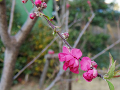 こちらも咲き始めた(^_-)-☆