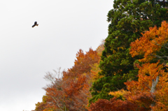 紅葉とトビ