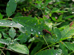 捕食だった(^-^;