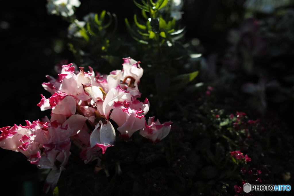 庭の花　その５