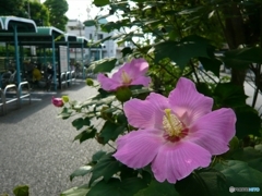 まだ夏ですf(^ー^;