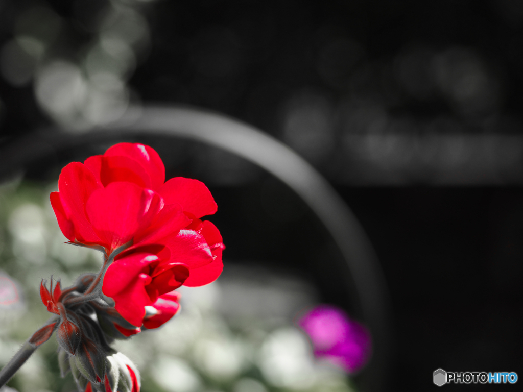 庭の花