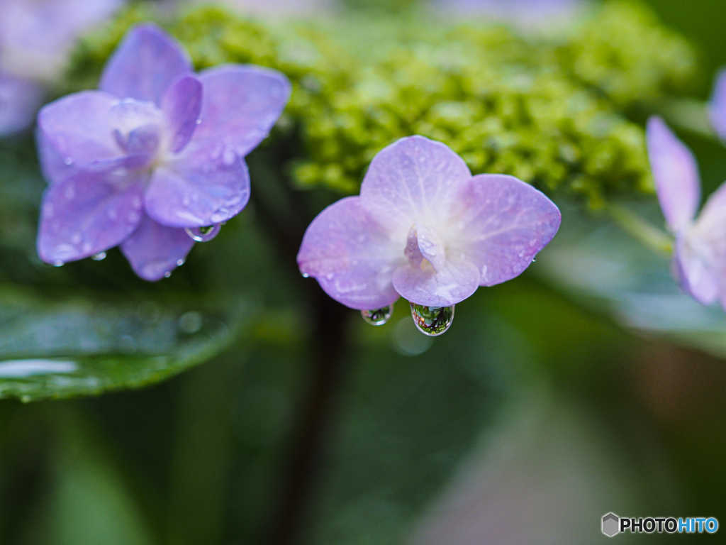 雨の雫　アジサイ