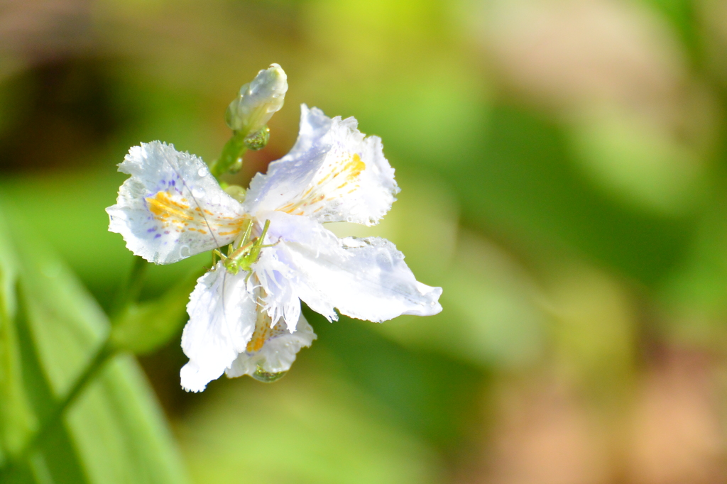 シャガに乗って(^^♪