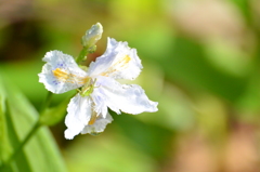 シャガに乗って(^^♪