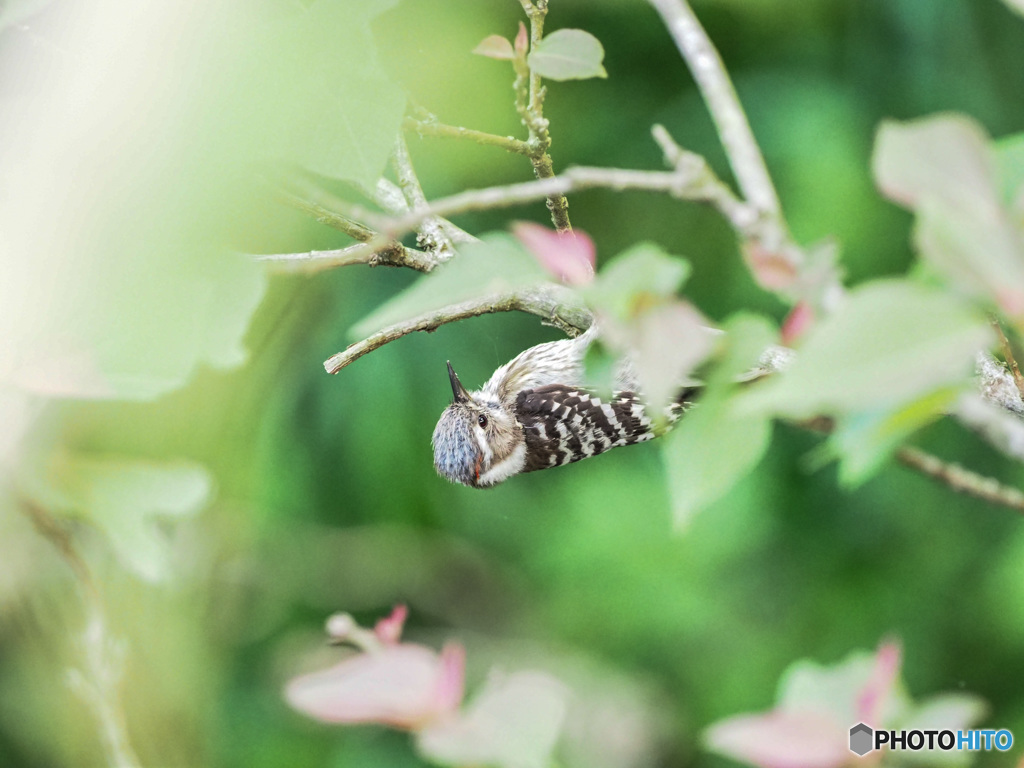 緑のゆりかご　その２