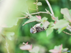 緑のゆりかご　その２