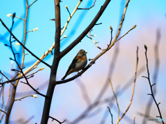 今年はアトリが多い＾＾