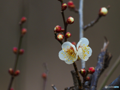 梅・開花