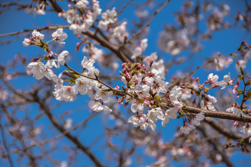 さくら開花-その２