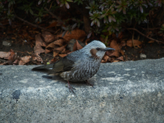 あまり好かれていないようですが(^_^;)