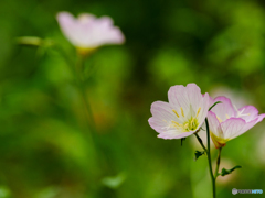 庭の花　第3弾