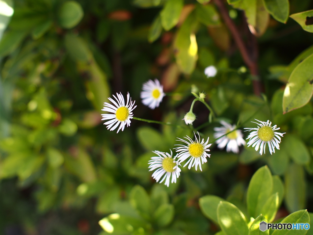 路傍の花