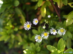 路傍の花