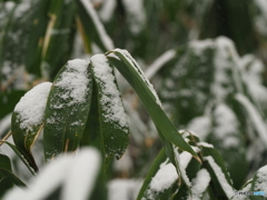 雪化粧