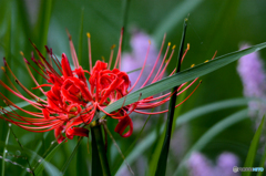 彼岸花 (^_-)-☆