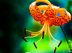 オニユリ(^_-)-☆