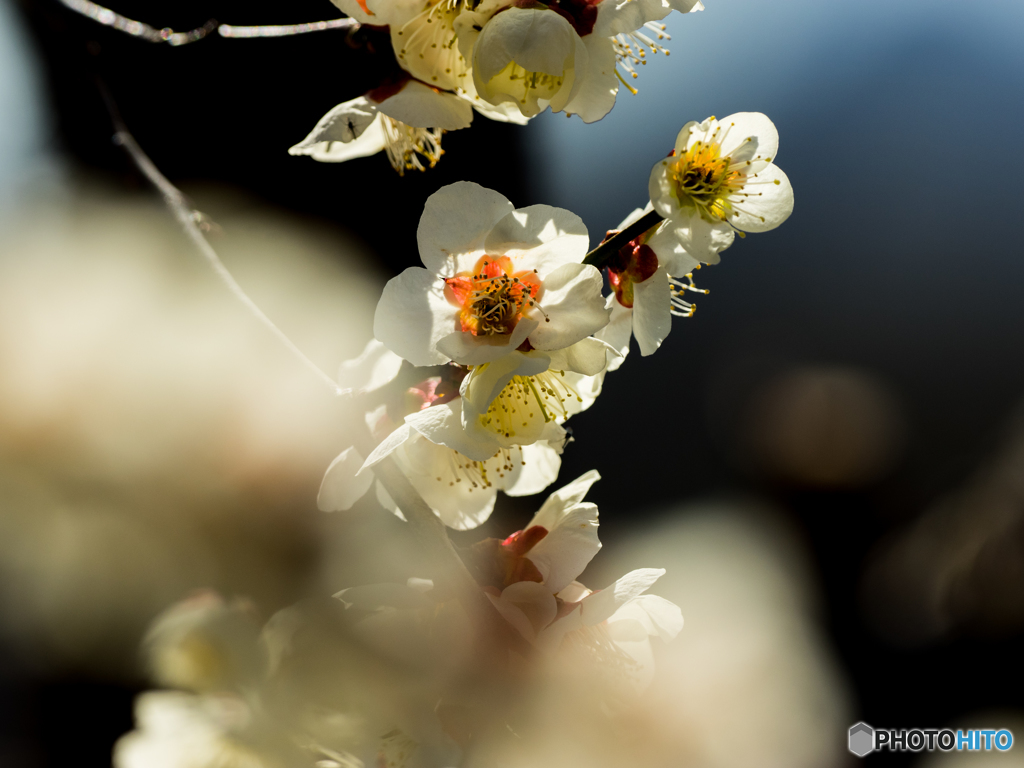 春到来ですね～