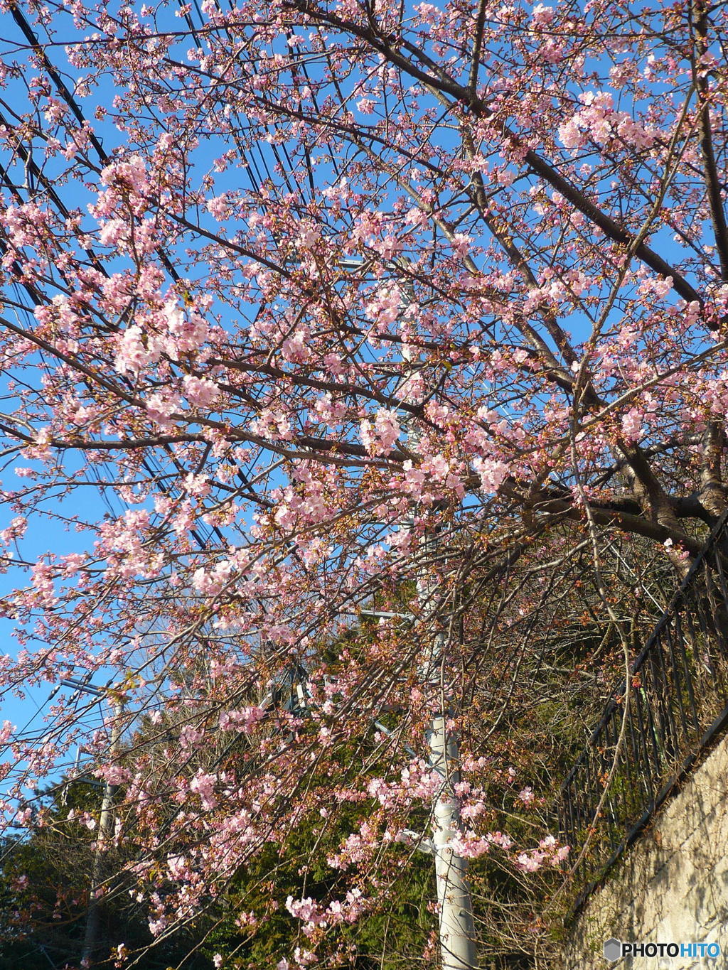 桜咲く(*^^)v