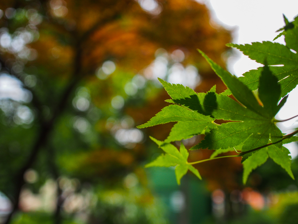 春モミジ・・・紅葉じゃないですね(^_-)-☆