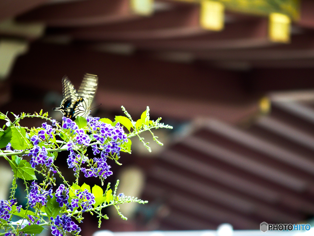 花とチョウと神社(^_-)-☆