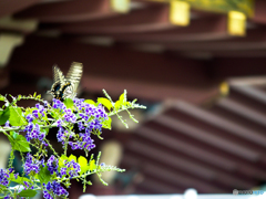 花とチョウと神社(^_-)-☆
