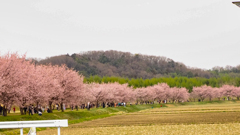 安行寒桜だそうです