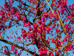 咲き始めた～(^_-)-☆