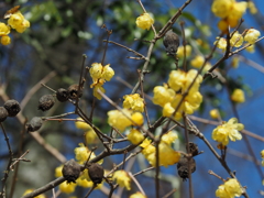 春はそこまで(^_-)-☆