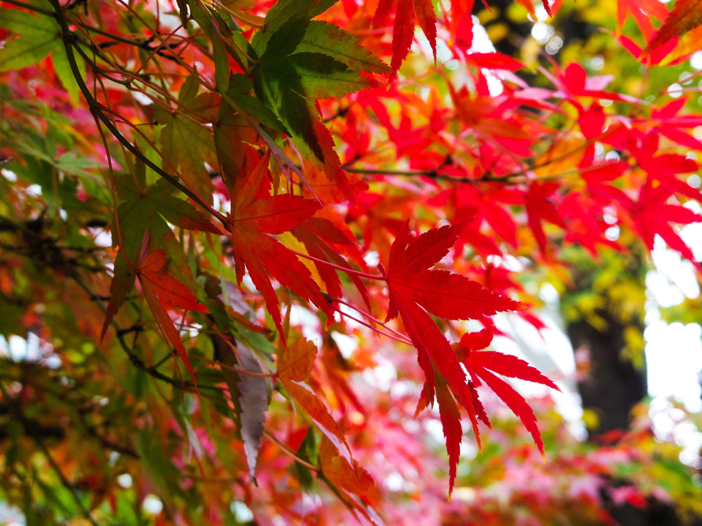まだ紅葉＾＾