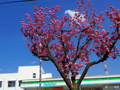 八重桜～～～