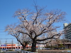 さくらです