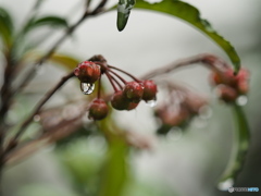 雫